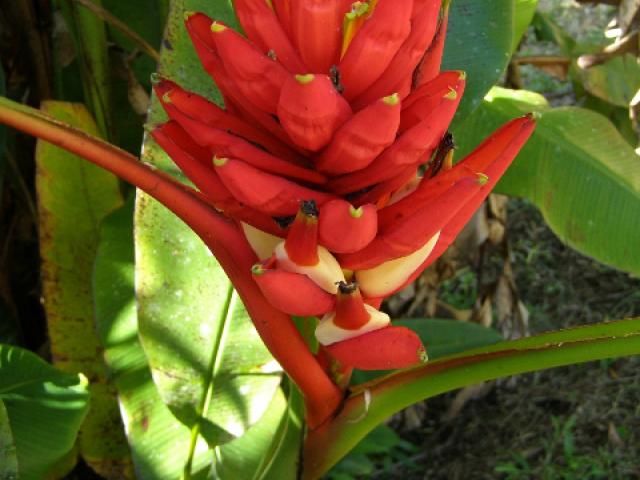Musa coccinea (Banano ornamental)