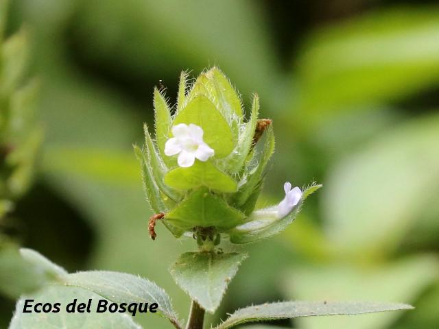 Ruellia costaricensis