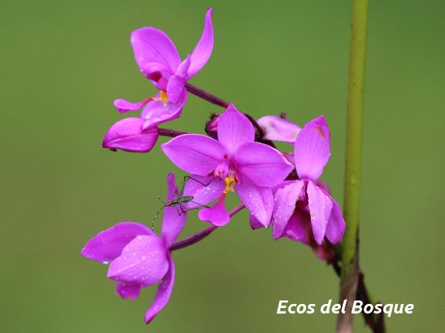 Spathoglottis plicata (Orquídea terrestre filipina)