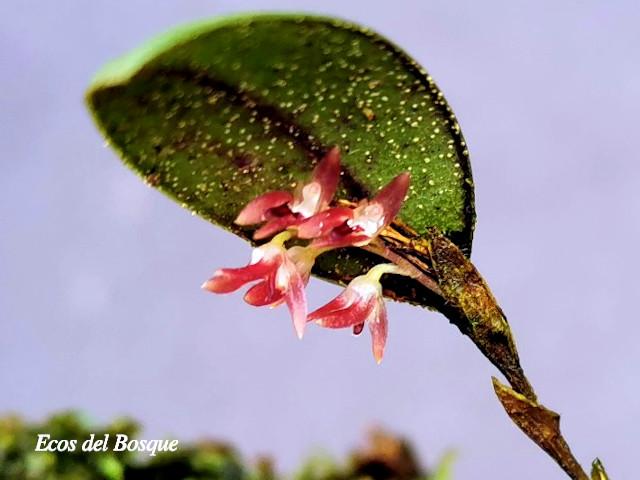 Trichosalpinx blaisdellii