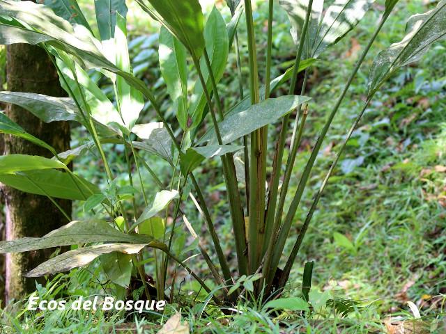 Cyclanthus bipartitus (Hoja de lapa)