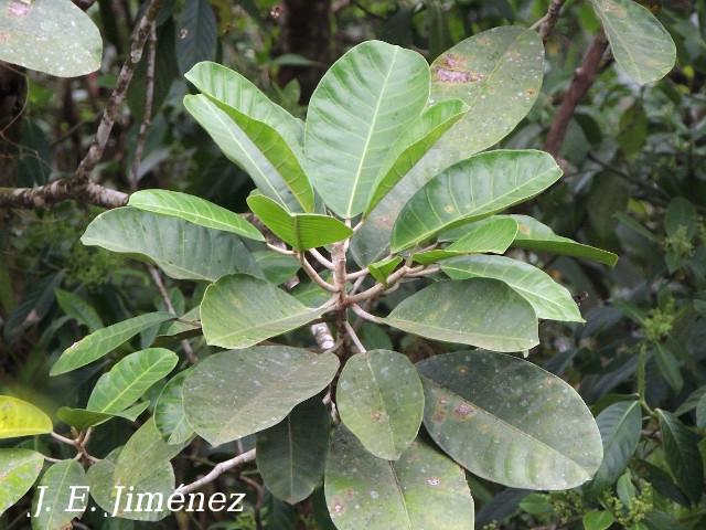 Ficus tonduzii