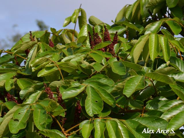 Lonchocarpus ferrugineus (Comenegro, Pava)
