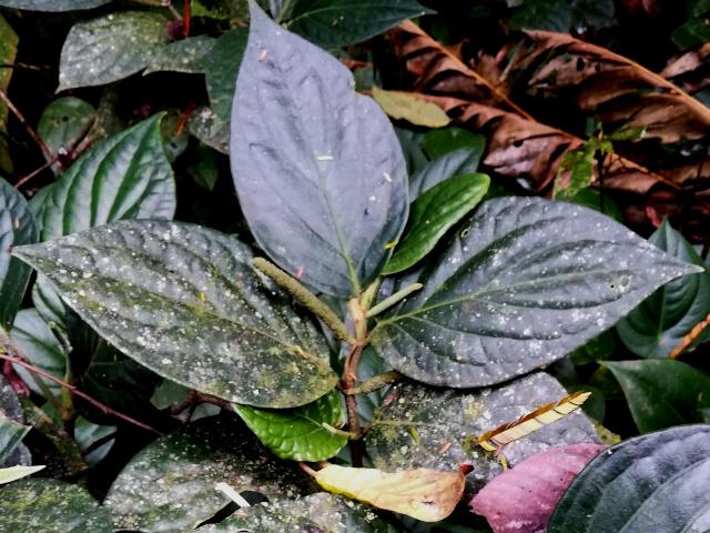 Piper nudifolium