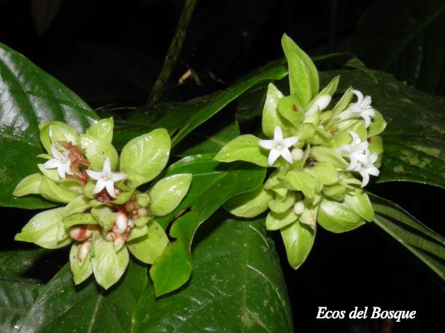 Psychotria suerrensis