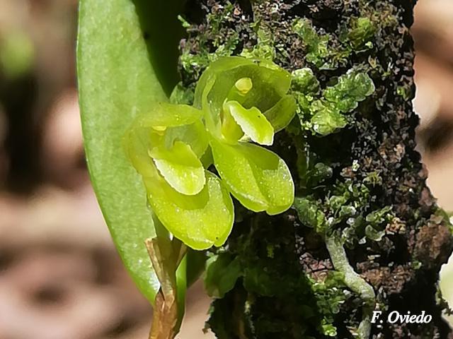 Restrepiopsis ujarensis