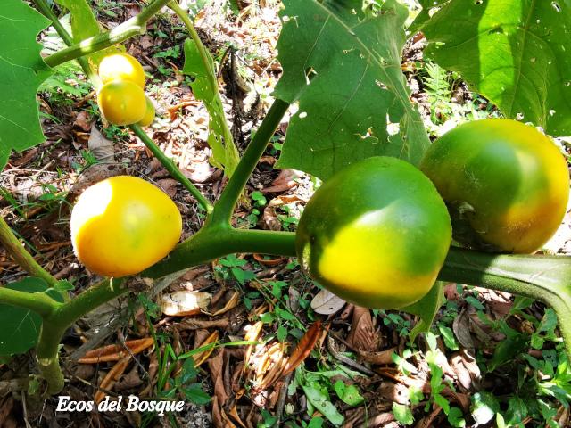 Solanum quitoense (Naranjilla)