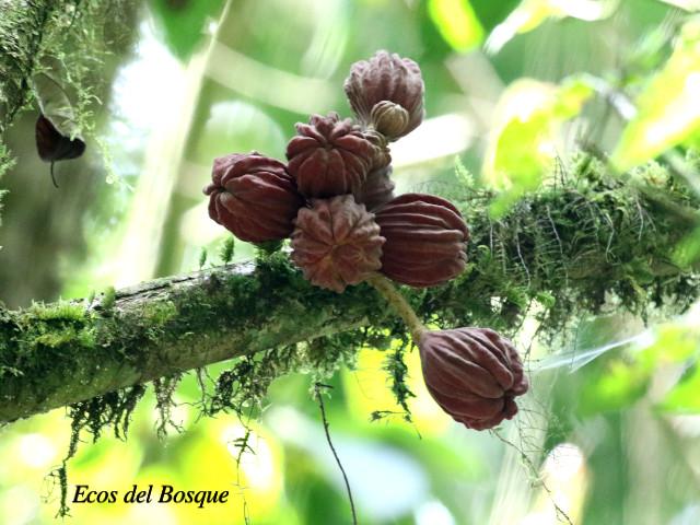 Guarea rhopalocarpa (Cacao de ardilla)