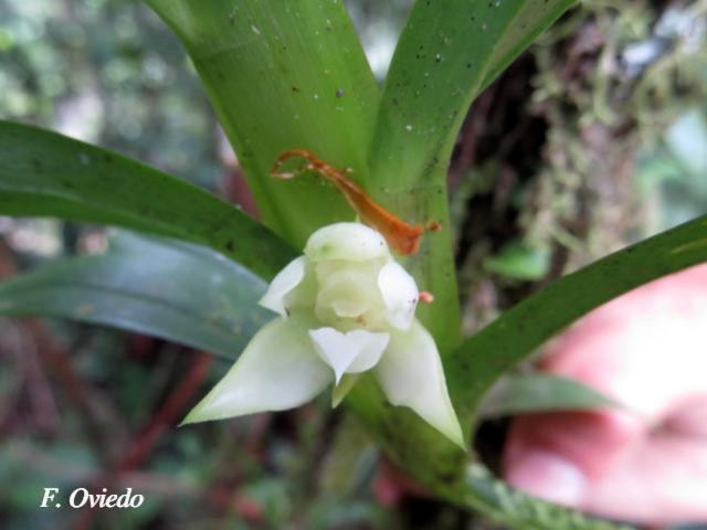 Dichaea fragrantissima subsp. Eburnea