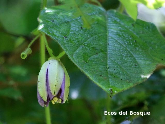 Passiflora menispermifolia