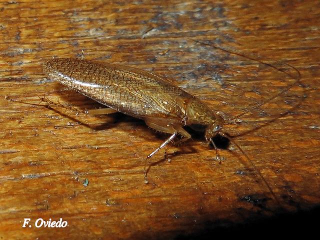 Nahublattella fraterna (Cucaracha de la madera de alas transparentes)
