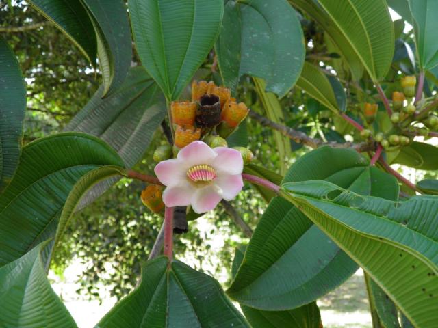 Estranguladores en competencia