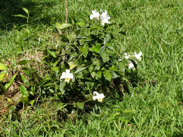 El día de la flor de un día