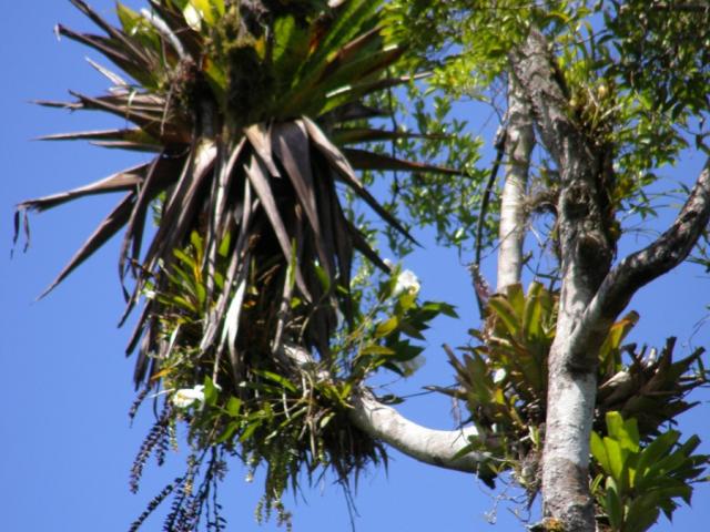 El día de la flor de un día