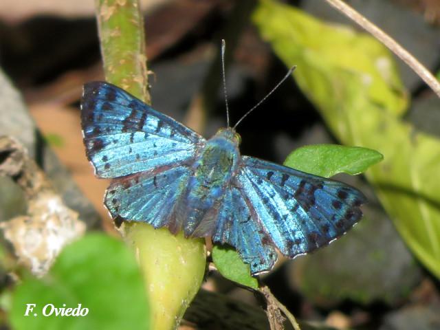 Lasaia agesilas agesilas (Mariposa azul brillante de parche)