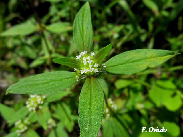 Mitracarpus hirtus