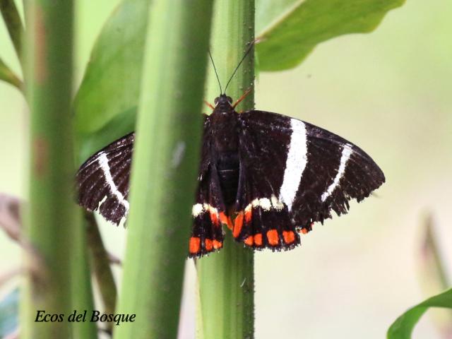 Telchin evalthe tica ()Polilla mariposa