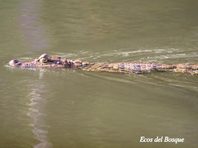 Caiman crocodilus (Guajipal, caimán)