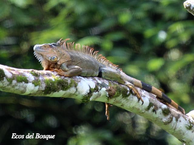 Iguana iguana (Iguana verde)