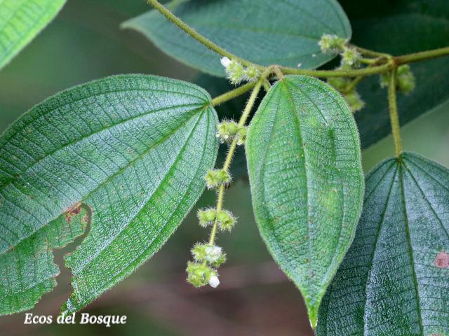 Miconia dependens 