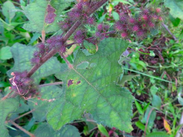 Triumfetta lappula (Mozote)