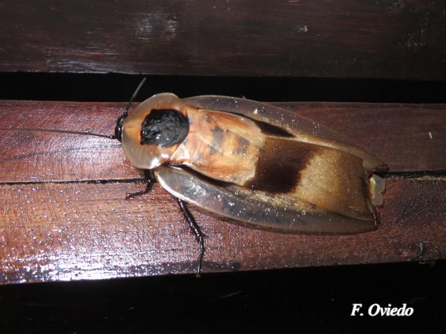 Blaberus giganteus (Cucaracha gigante de cueva)