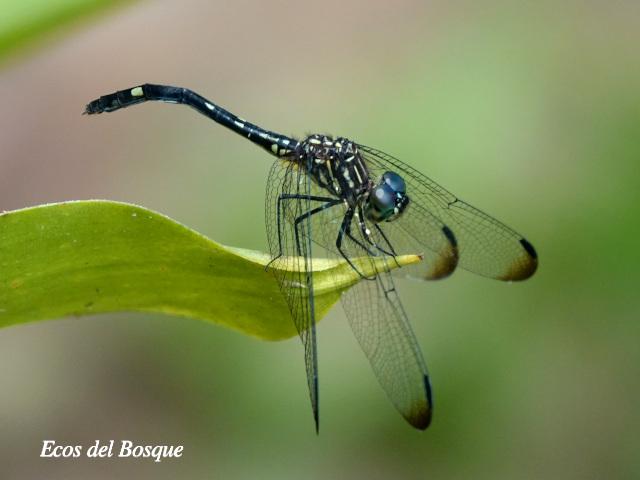 Dythemis nigra hembra (Rayadora vigilante de ojos azules)
