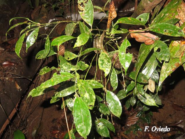 Faramea myrticifolia