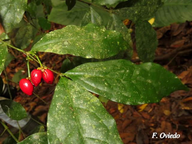 Malpighia albiflora