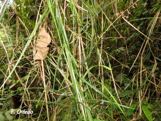 Scleria secans (Navajuela)