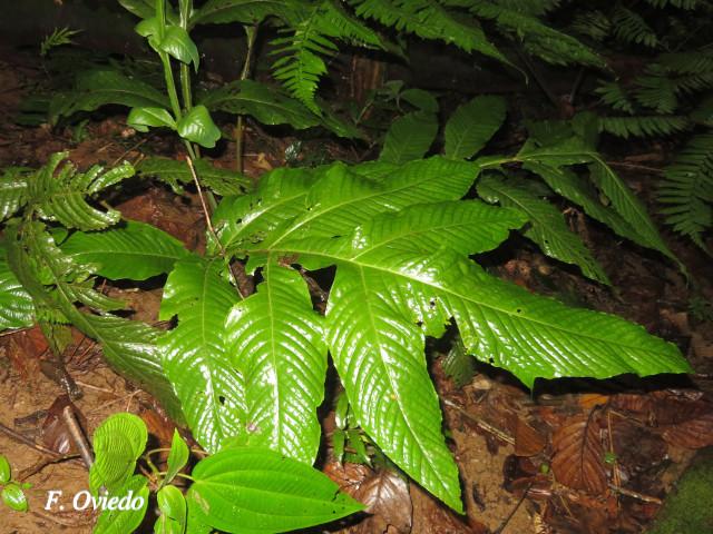 Tectaria nicotianifolia
