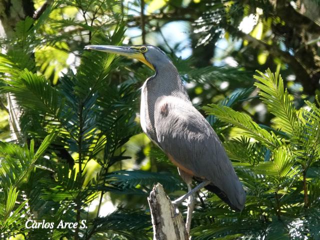 Tigrisoma mexicanum (Garza tigre cuellinuda)