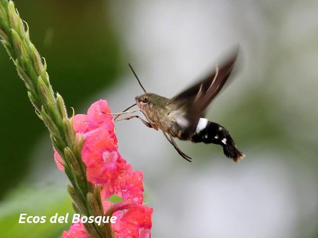 Aellopos titan (Mariposa colibrí)