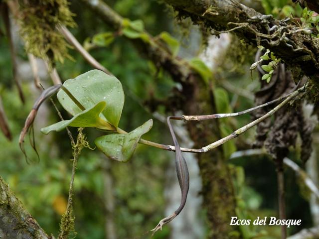 Epidendrum angustilobum