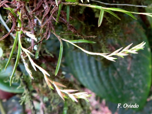Epidendrum paranthicum