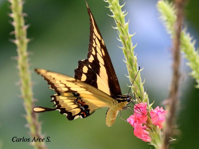 Heraclides thoas nealces