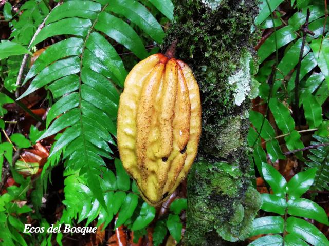 Herrania purpurea (Cacao de momo)