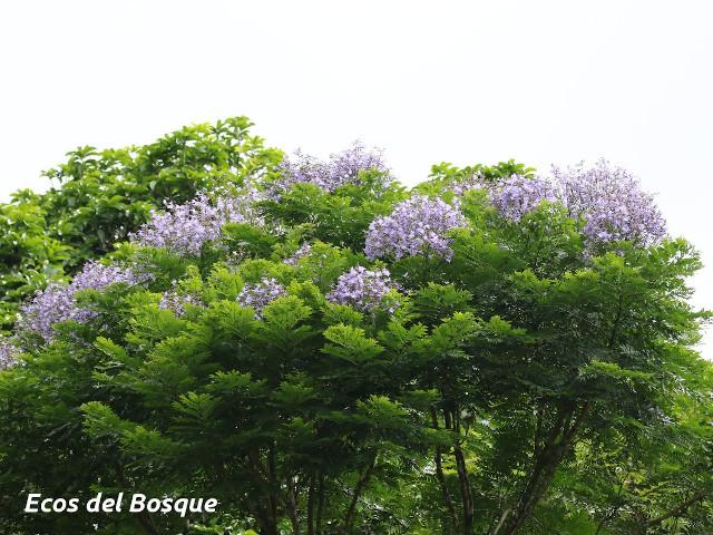 Jacaranda copaia (Gallinazo)