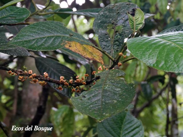 Siparuna pauciflora (Limoncillo, Pasmo)