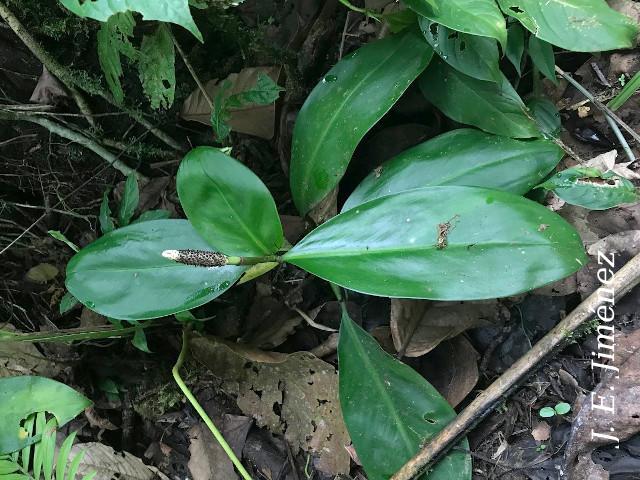 Stenospermatium marantifolium