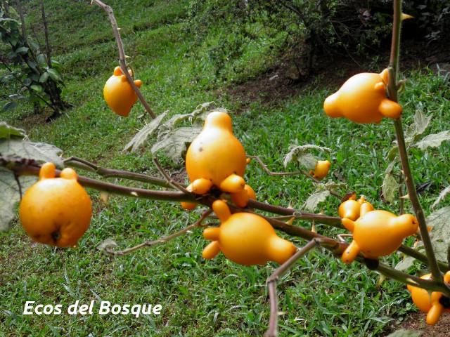 Solanum mammosum (Pichichio)