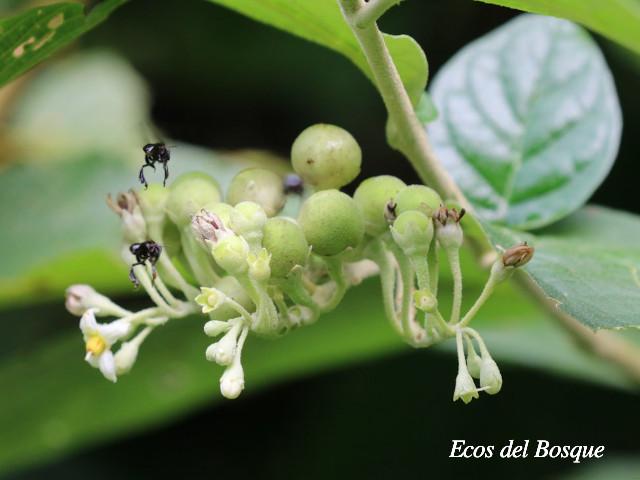 Solanum schlechtendalianum