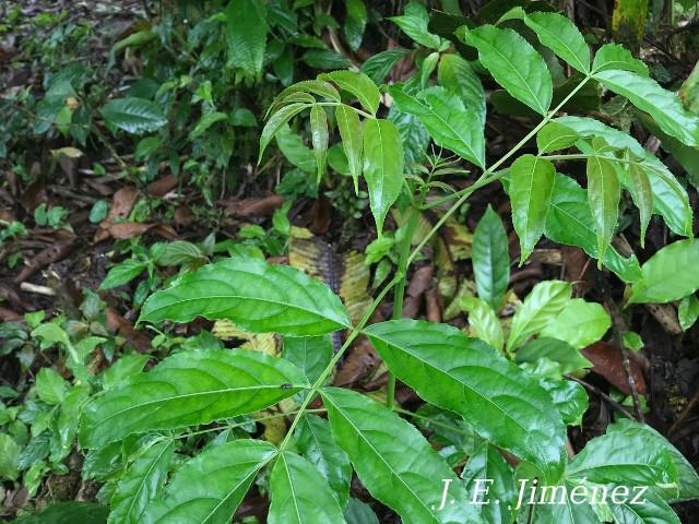 Staphylea occidentalis (Falso cristobal)