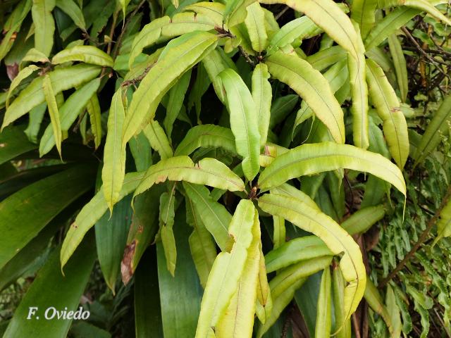 Oleandra articulata