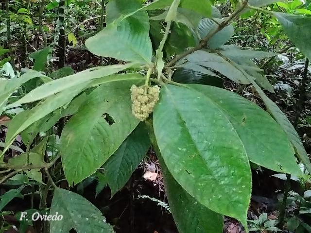 Psychotria pilosa