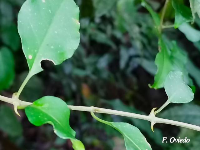 Pisonia aculeata (Pegapollo, Uña de tigre)