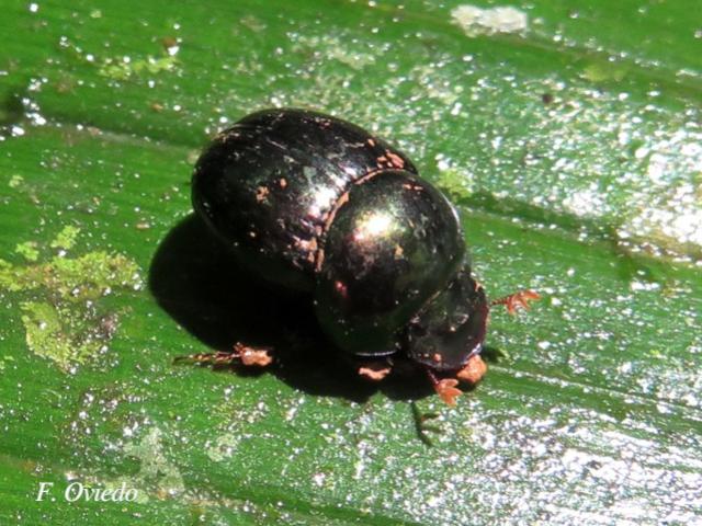 Canthon euryscelis (Escarabajo pelotero)