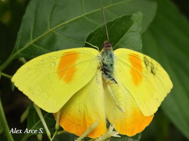 Phoebis philea philea (Mariposa azufre de bandas naranja)