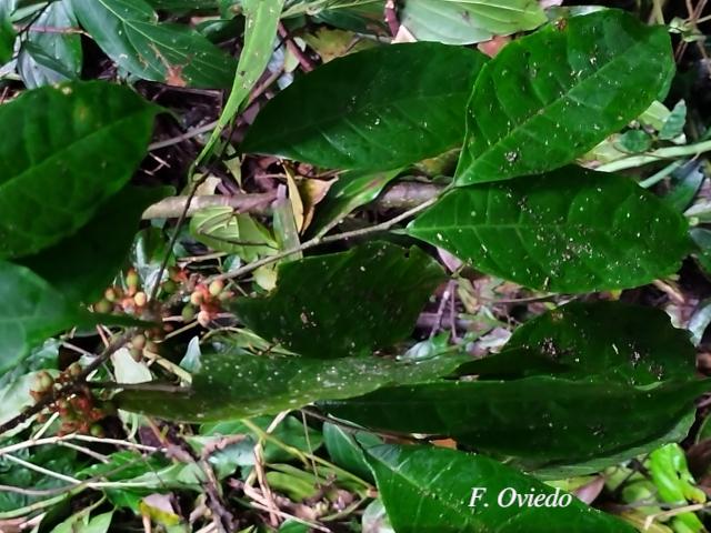 Sorocea affinis