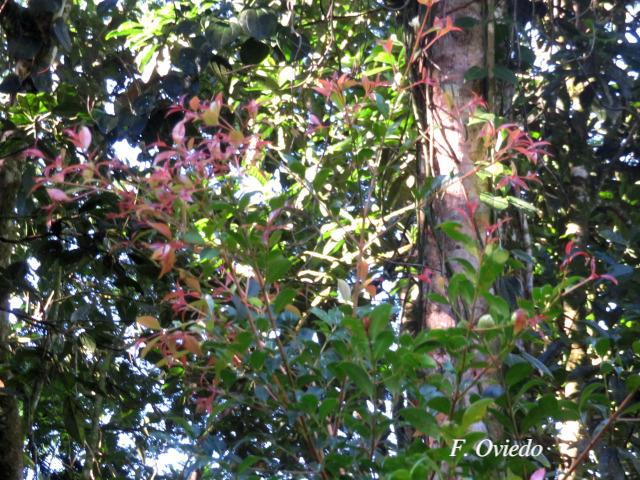 Syzygium paniculatum (Cereza magenta)